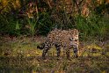 156 Zuid Pantanal, jaguar